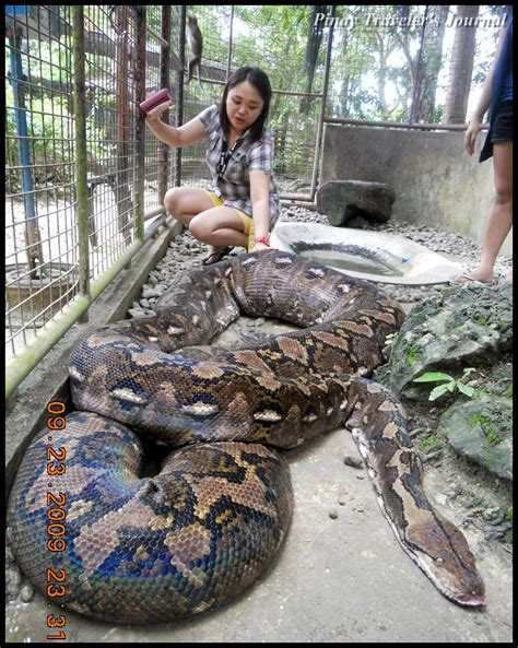 Prony the Python: Alburquerque, Bohol, Philippines.